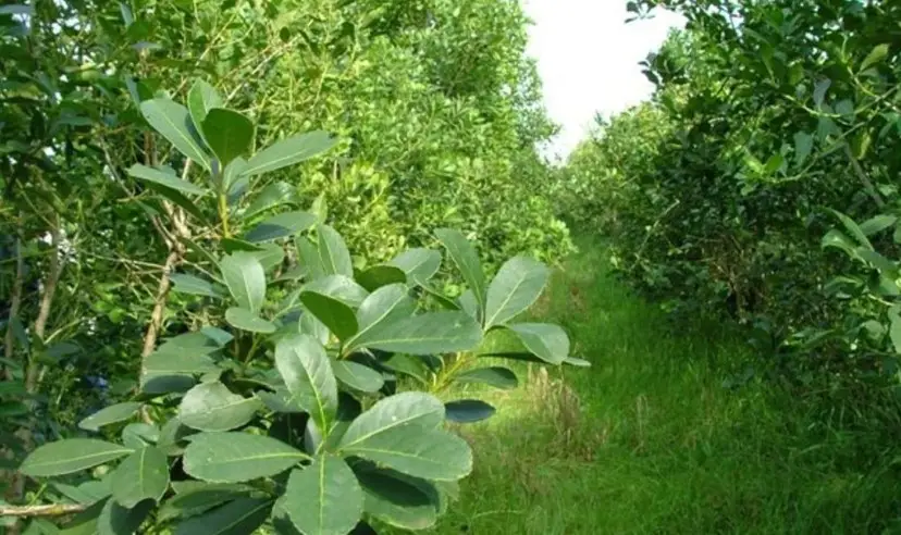 Yerba Mate: las ventas superaron los 105 millones de kilos en abril