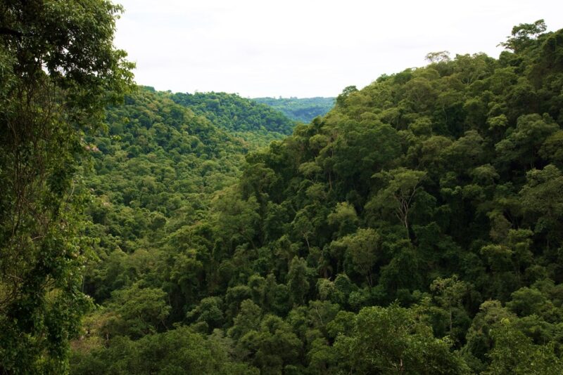 Bosques Nativos: Misiones recibiría solo el 2,5% en 2025