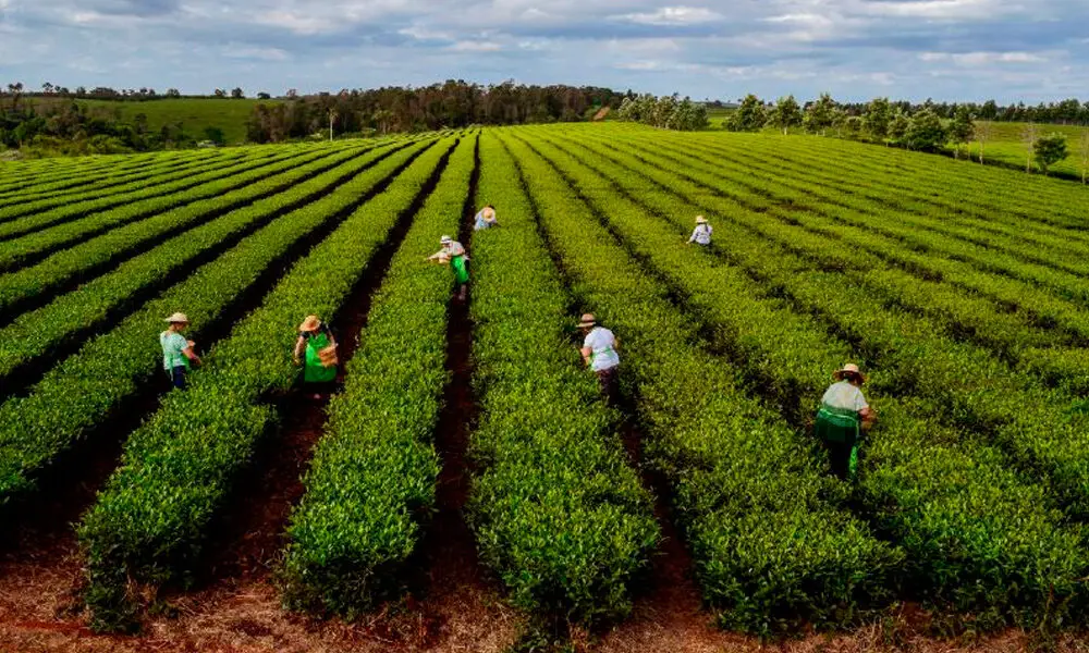Los aranceles de Trump provocarán una “catarata de empresas fundiéndose en Misiones”