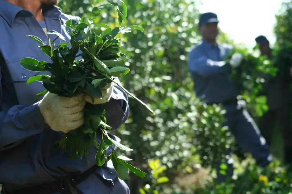 Yerbateros en alerta: “los precios actuales no garantizan la sustentabilidad para el productor”