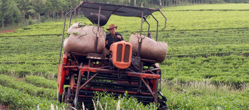 Té: podría haber cierre anticipado de los más grandes secaderos