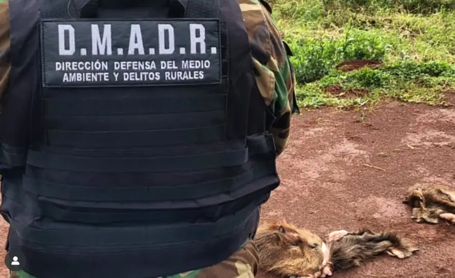 Tras la aparición de carpinchos faenados, activaron protocolo de protección